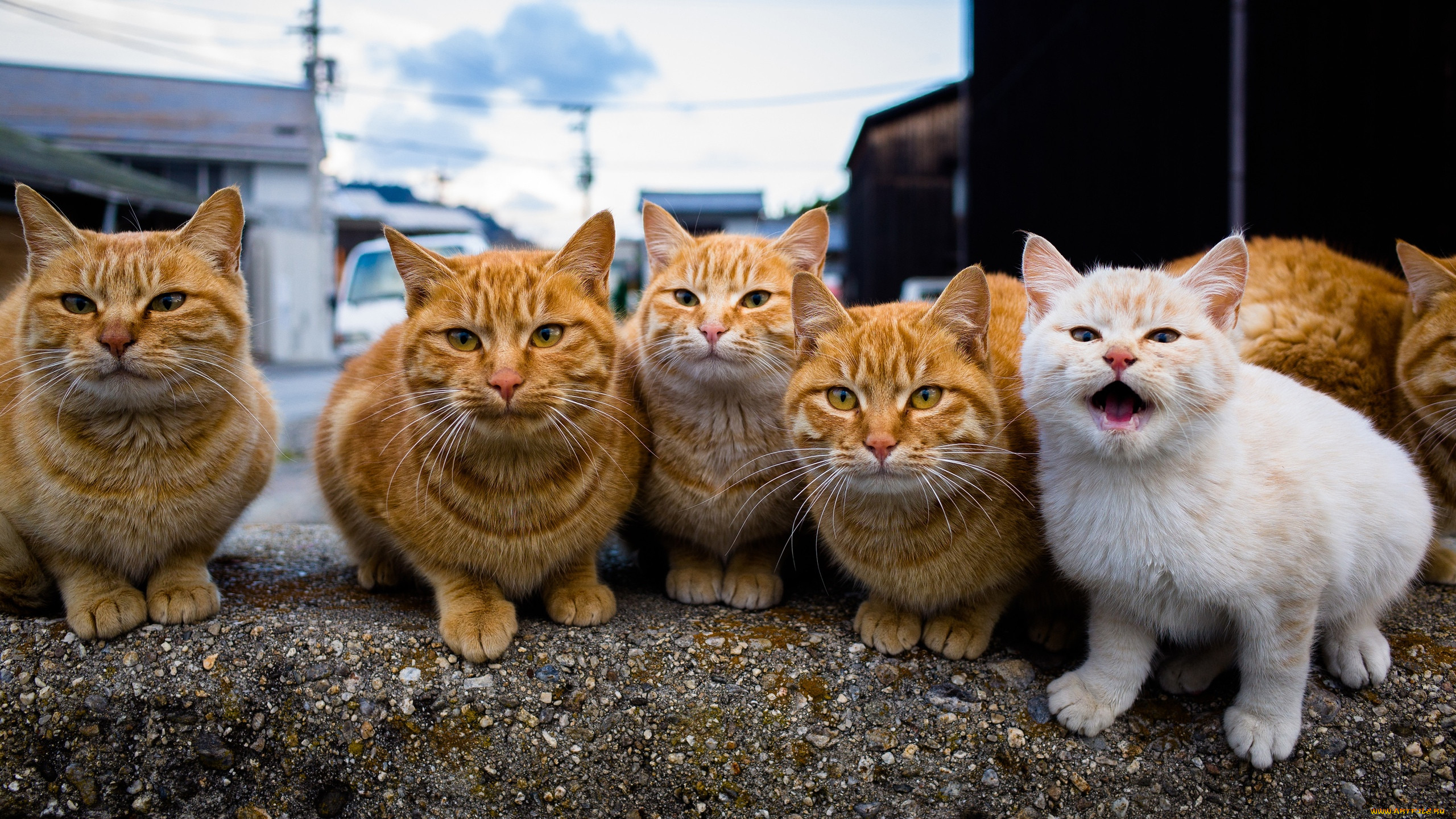 Юмористические коты. Кошки. Много кошек. Прикольные кошки. Куча рыжих котов.